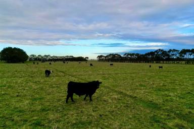 Farm For Sale - VIC - Noorat - 3265 - Outpaddock – Beef / Dairy Run-off / Fodder Conservation  (Image 2)