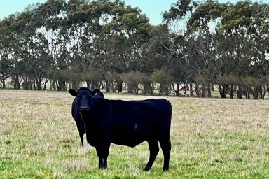 Farm For Sale - VIC - Noorat - 3265 - Outpaddock – Beef / Dairy Run-off / Fodder Conservation  (Image 2)