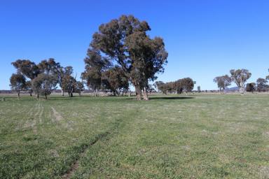 Farm For Sale - NSW - Cootamundra - 2590 - Rare Rural Block On Edge Of Town With Building Entitlement  (Image 2)