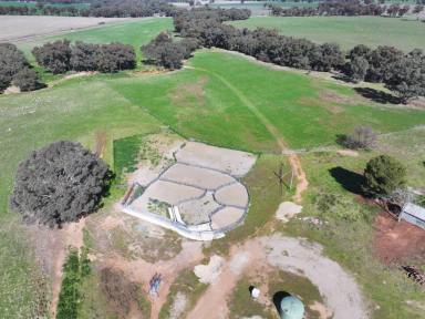 Farm For Sale - NSW - Stockinbingal - 2725 - Picturesque Farm On Banks Of The Bland Creek  (Image 2)