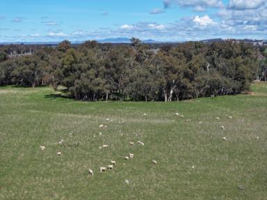 Farm For Sale - NSW - Stockinbingal - 2725 - Picturesque Farm On Banks Of The Bland Creek  (Image 2)