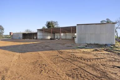 Farm For Sale - SA - Barmera - 5345 - Discover the Potential  (Image 2)