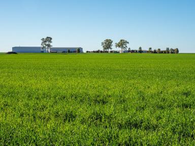 Farm Auction - QLD - ROLLESTON - 4702 - Outstanding, modern infrastructure with premier farming and grazing country  (Image 2)