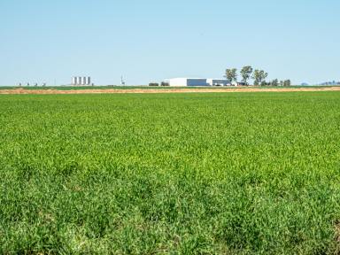 Farm Auction - QLD - ROLLESTON - 4702 - Outstanding, modern infrastructure with premier farming and grazing country  (Image 2)