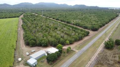 Farm For Sale - QLD - Dalbeg - 4807 - Burdekin Aggregation  (Image 2)