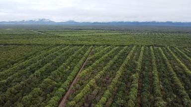 Farm For Sale - QLD - Dalbeg - 4807 - Burdekin Aggregation  (Image 2)