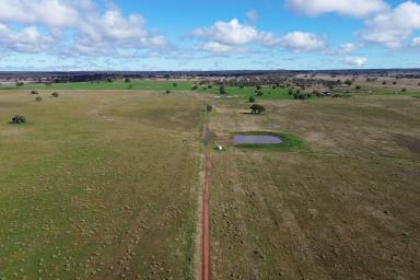 Farm For Sale - NSW - Fifield - 2875 - Mixed Farming Opportunity  (Image 2)