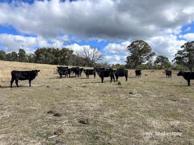 Farm For Sale - NSW - Tenterden - 2365 - RAMAH  (Image 2)