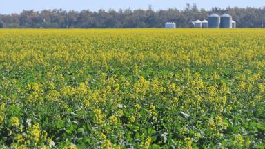 Farm For Sale - QLD - Goondiwindi - 4390 - INSTITUTIONAL DRYLAND CROPPING ENTERPRISE & GRAIN RECEIVAL SITE  (Image 2)