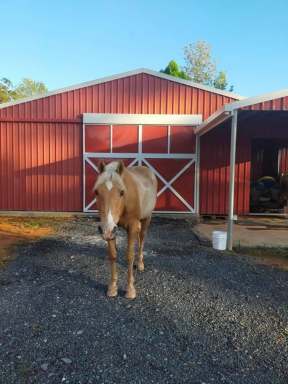 Farm For Sale - QLD - Eungella - 4757 - Horse Property For Sale  (Image 2)