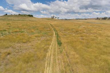 Farm For Sale - NSW - Orange - 2800 - "The Valley" 146 acres, 12 kilometres to Orange  (Image 2)