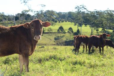 Farm For Sale - QLD - Tamborine Mountain - 4272 - Rare Opportunity for 20 Acre Parcel of Prime Farming Land  (Image 2)