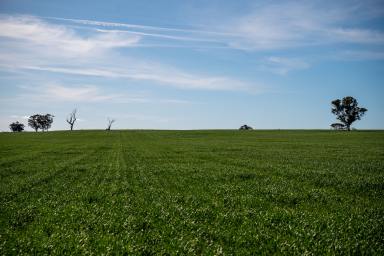 Farm For Sale - VIC - Lower Norton - 3401 - "KORINGAL" For Sale By Expressions Of Interest  (Image 2)