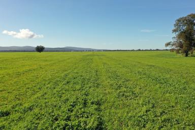 Farm For Sale - NSW - Young - 2594 - Stand Alone Cropping Investment- 1472 acres  (Image 2)