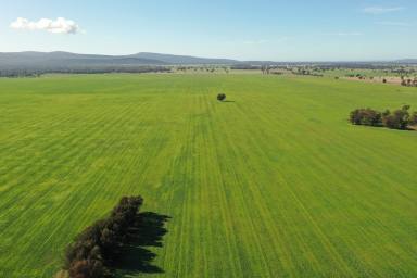 Farm For Sale - NSW - Young - 2594 - Stand Alone Cropping Investment- 1472 acres  (Image 2)