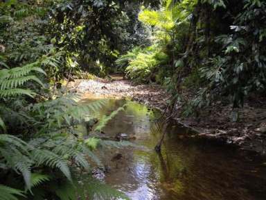 Farm For Sale - QLD - Silkwood - 4856 - SERENITY IN THE HINTERLAND  (Image 2)