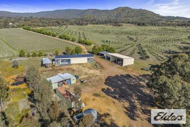 Farm For Sale - VIC - Percydale - 3478 - Athedion Pyrenees: Premier Olive & Wine Estate on 300 Acres  (Image 2)