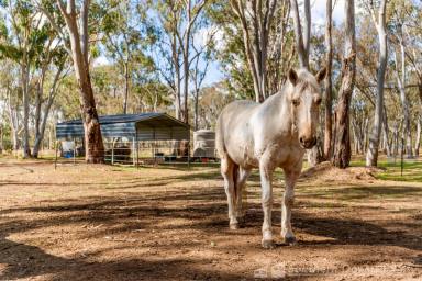 Farm For Sale - QLD - Pratten - 4370 - ESCAPE TO TRANQUILITY: STUNNING 5-ACRE RETREAT IN PRATTEN  (Image 2)