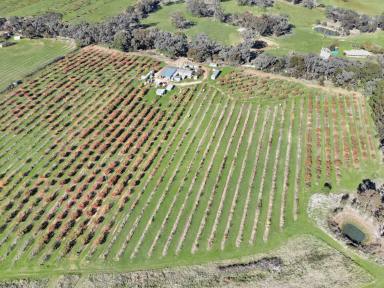 Farm For Sale - NSW - Young - 2594 - FRUITFUL ACREAGE  (Image 2)