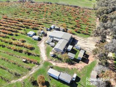 Farm Sold - NSW - Young - 2594 - FRUITFUL ACREAGE  (Image 2)