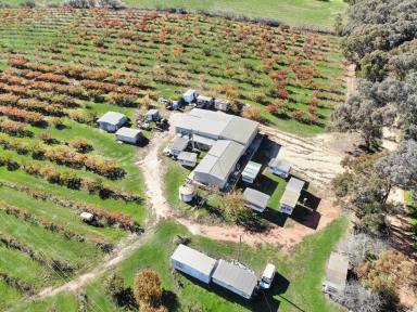 Farm For Sale - NSW - Young - 2594 - FRUITFUL ACREAGE  (Image 2)