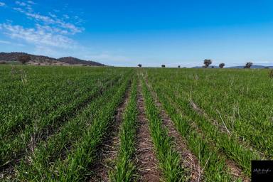 Farm For Sale - NSW - Currabubula - 2342 - BLACK SOILS ON THE LIVERPOOL PLAINS, 35 MINUTES FROM TAMWORTH  (Image 2)