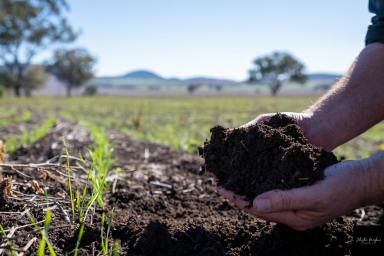 Farm For Sale - NSW - Currabubula - 2342 - BLACK SOILS ON THE LIVERPOOL PLAINS, 35 MINUTES FROM TAMWORTH  (Image 2)