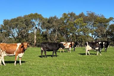 Farm For Sale - VIC - Boorcan - 3265 - Prime Dairy - Beef - Fodder Conservation Property  (Image 2)