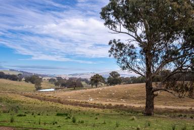 Farm For Sale - NSW - Newbridge - 2795 - "Weerona" - Private Country Setting  (Image 2)