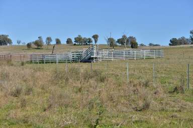 Farm For Sale - NSW - Binnaway - 2395 - "Maicop" Quality Farming and Grazing country  (Image 2)