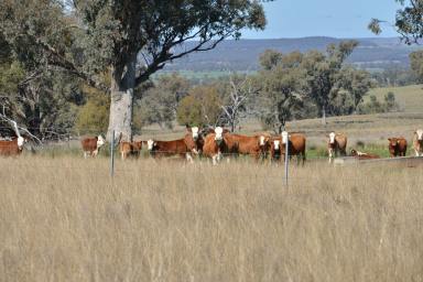 Farm Auction - NSW - Binnaway - 2395 - The Central West's Maicop  (Image 2)