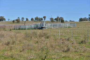 Farm Auction - NSW - Binnaway - 2395 - The Central West's Maicop  (Image 2)