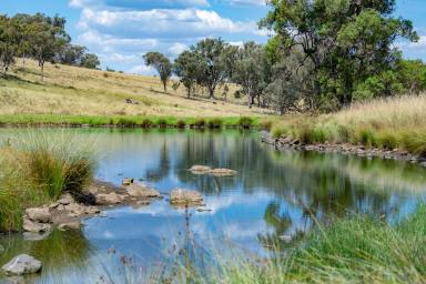 Farm For Sale - NSW - Gowang - 2357 - Quality Central West, Eastern Fall Grazing  (Image 2)