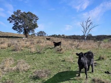 Farm For Sale - NSW - Wiagdon - 2795 - "Cheshire Park"  (Image 2)