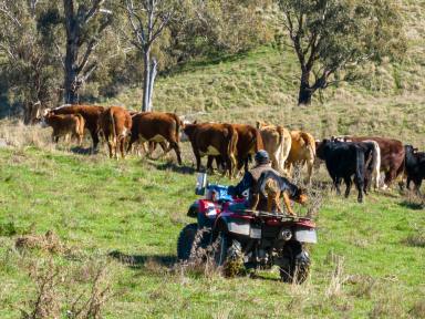 Farm For Sale - NSW - Blayney - 2799 - "Honeysuckle" - A Picturesque 200-Acre Gem with Panoramic Views  (Image 2)