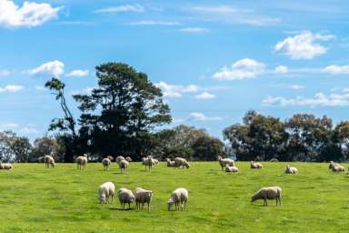 Farm Sold - NSW - Barry - 2799 - "Waverleigh Park" - Top Shelf Grazing Country  (Image 2)