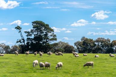 Farm For Sale - NSW - Barry - 2799 - "Waverleigh Park" - Top Shelf Grazing Country  (Image 2)