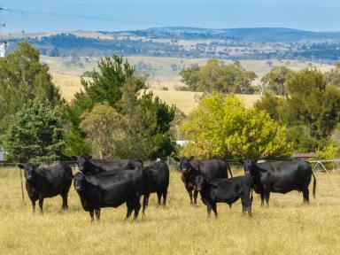 Farm Sold - NSW - Brewongle - 2795 - "Clifton Park" - One of the Most Unique Properties  (Image 2)