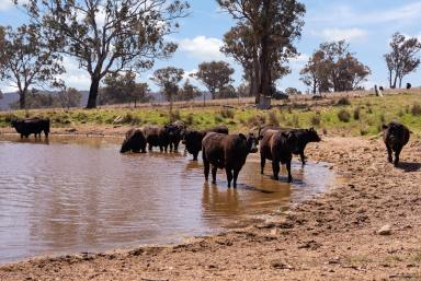 Farm For Sale - NSW - Bathurst - 2795 - 'Tannas Springs' - Sought after location  (Image 2)