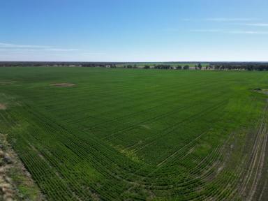 Farm For Sale - QLD - Thallon - 4497 - Mixed Grazing & Cropping  (Image 2)