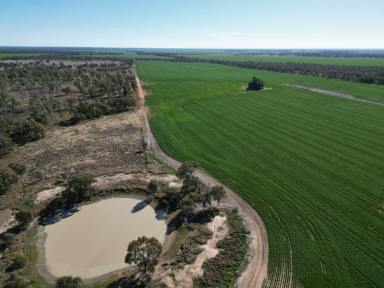 Farm For Sale - QLD - Thallon - 4497 - Mixed Grazing & Cropping  (Image 2)