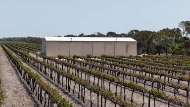 Farm For Sale - SA - Lake Plains - 5255 - Chapel Road Vineyard  (Image 2)