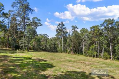 Farm For Sale - QLD - Chatsworth - 4570 - Tranquility, Privacy and Convenience  (Image 2)