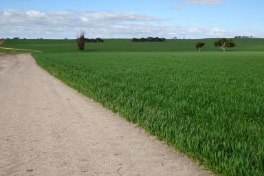 Farm For Sale - WA - Collanilling - 6315 - First Class Farmland  (Image 2)