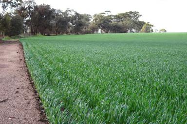 Farm For Sale - WA - Collanilling - 6315 - First Class Farmland  (Image 2)