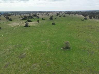 Farm Auction - NSW - Trangie - 2823 - Ideal Build Up Block  (Image 2)