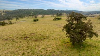 Farm Auction - NSW - Red Range - 2370 - First Class Beef Opportunity  (Image 2)