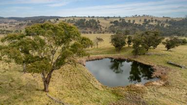 Farm Auction - NSW - Red Range - 2370 - First Class Beef Opportunity  (Image 2)