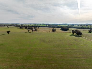 Farm For Sale - NSW - The Rock - 2655 - Ideal add-on parcel of productive Burkes Creek Flats  (Image 2)