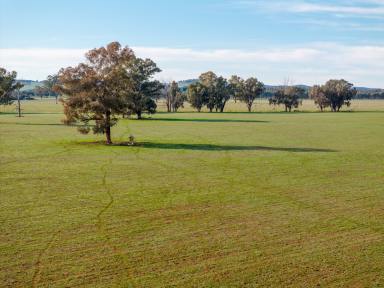 Farm For Sale - NSW - The Rock - 2655 - Ideal add-on parcel of productive Burkes Creek Flats  (Image 2)